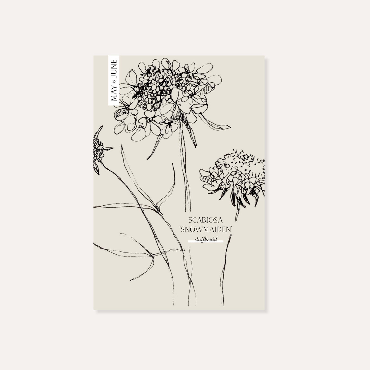 Scabiosa atropurpurea ‘Snowmaiden’ (duifkruid)