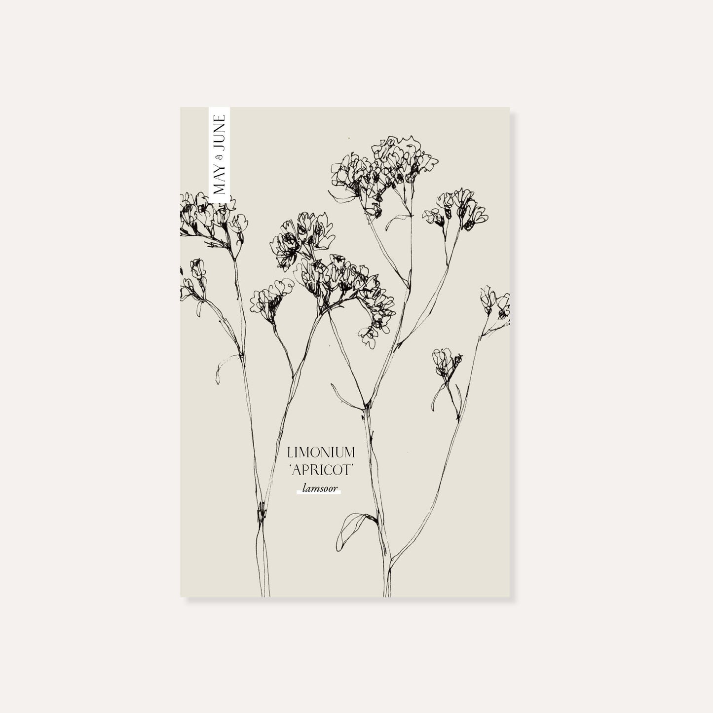 Limonium sinuatum ‘Apricot’ (lamsoor)