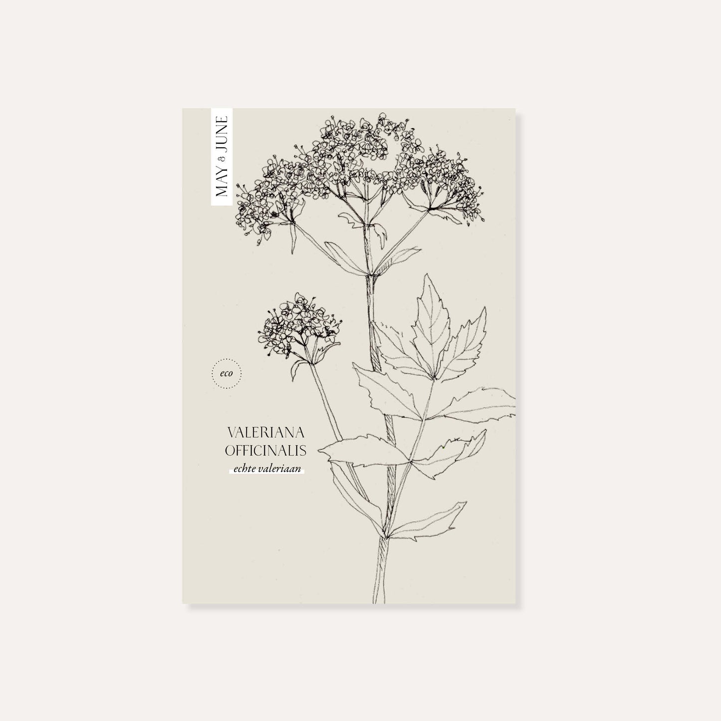 Valeriana officinalis (echte valeriaan) ECO