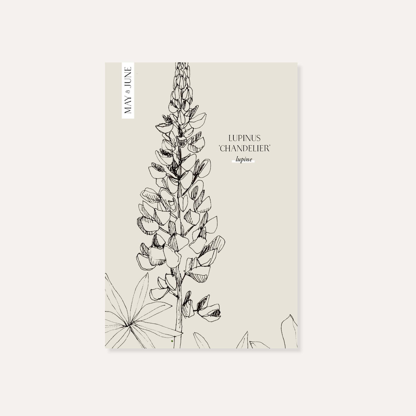 Lupinus polyphyllus ‘The Chandelier’ (lupine)