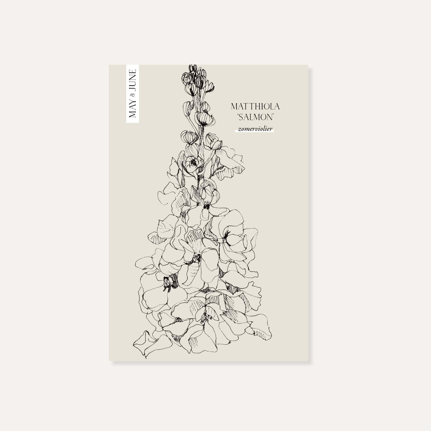 Matthiola incana ‘Salmon’ (zomer violier)