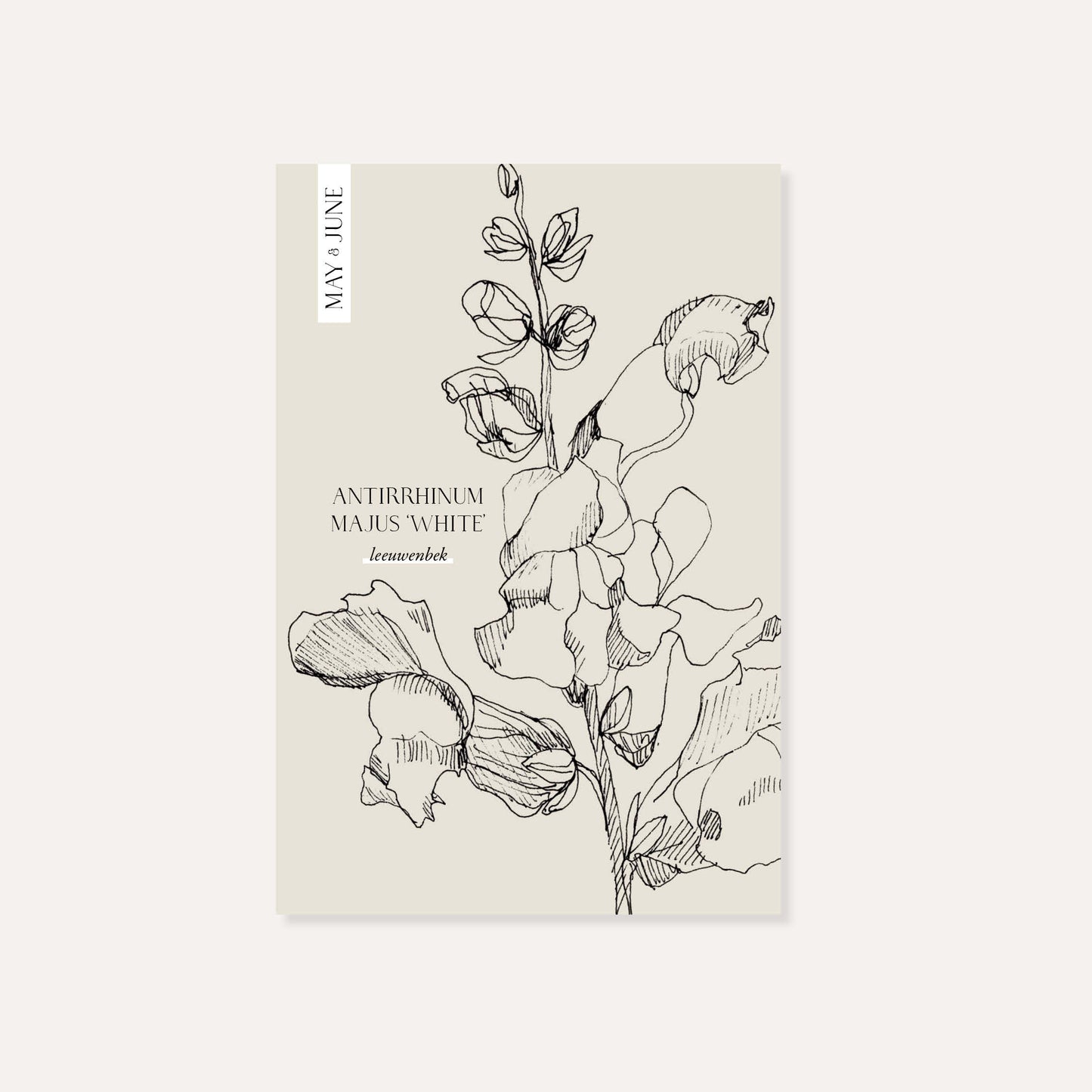 Antirrhinum majus ‘White’ (leeuwenbek)