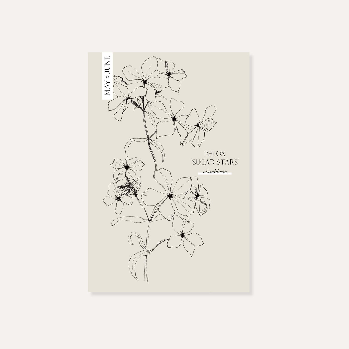 Phlox 'Sugar Stars' (vlambloem)