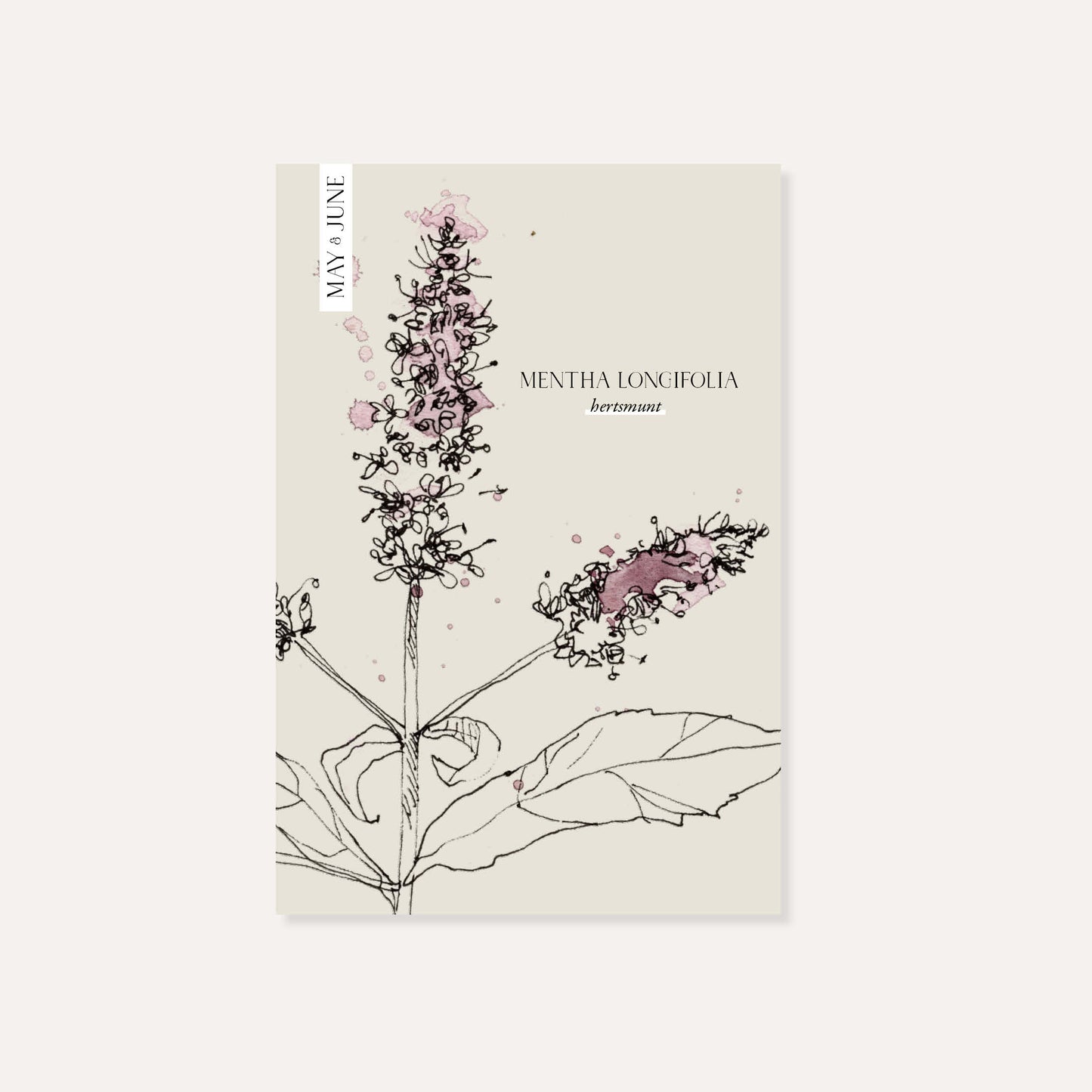 Mentha longifolia (hertsmunt)