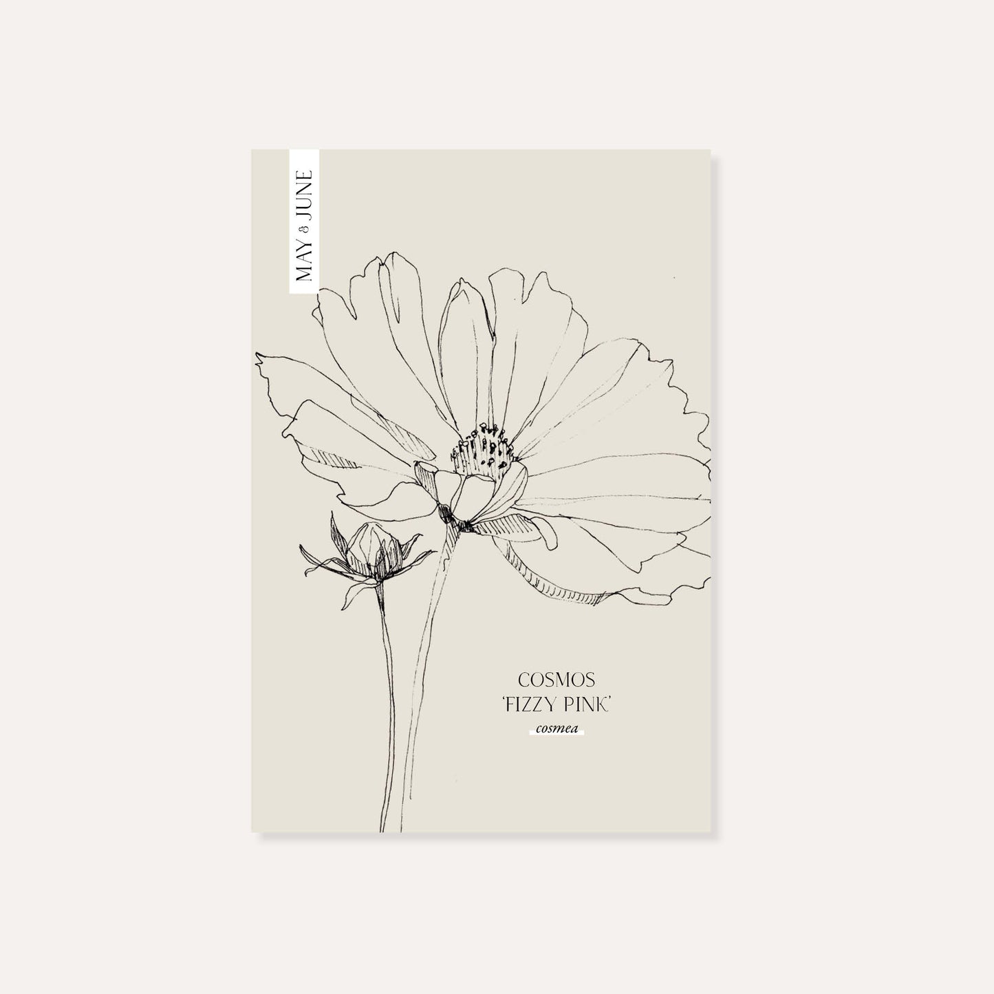 Cosmos bipinnatus ‘Fizzy Pink’ (cosmea)