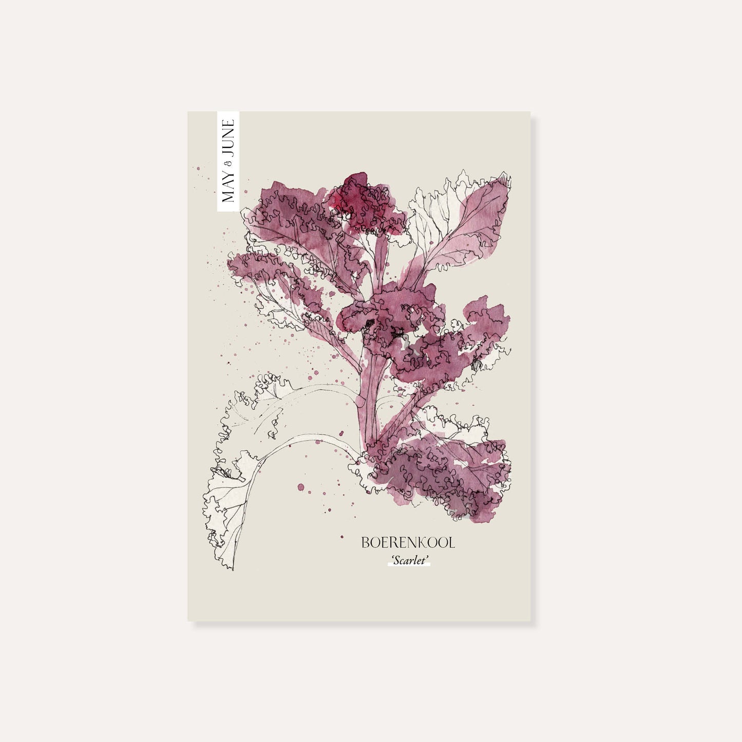 Boerenkool 'Scarlet'