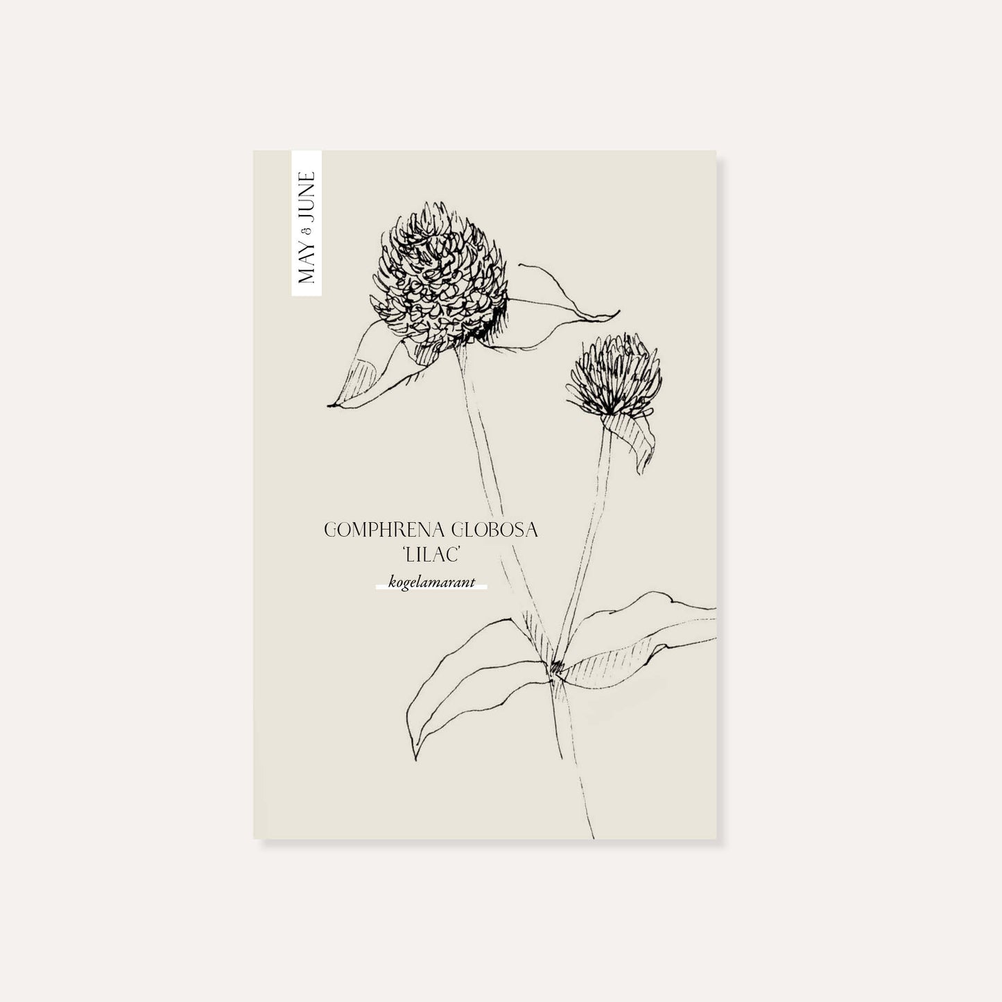 Gomphrena globosa ‘Lilac’ (kogelamarant)