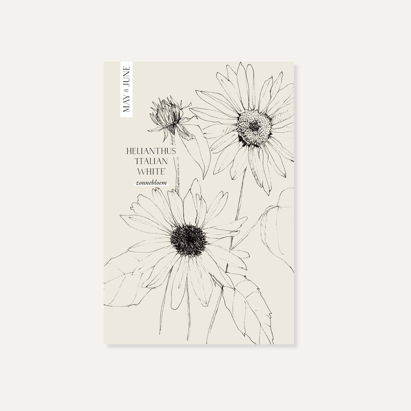 Helianthus debilis ‘Italian White’ (zonnebloem)