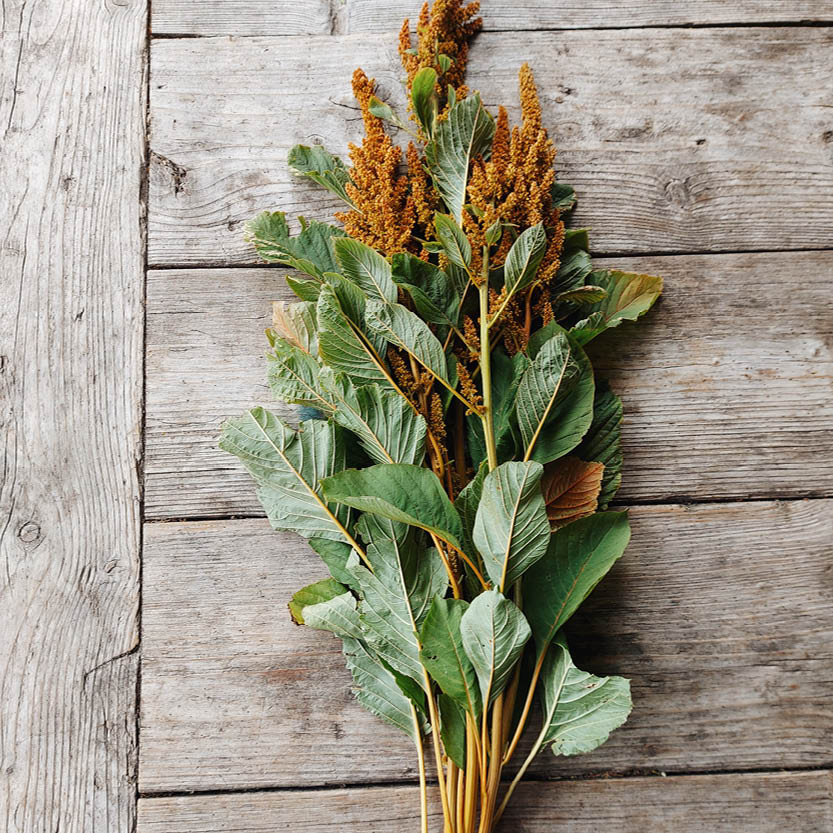 Amaranthus cruentus ‘Hot Biscuits’