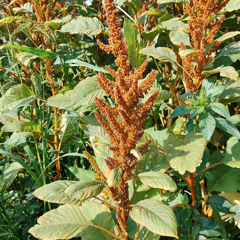 Amaranthus cruentus ‘Hot Biscuits’