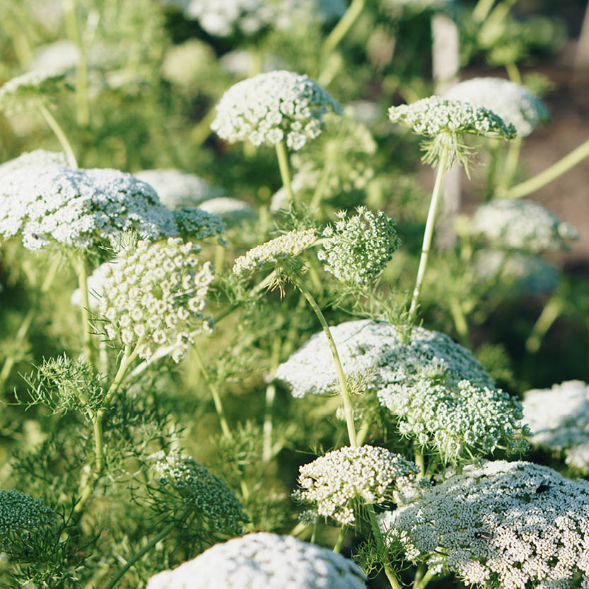 Ammi majus (grootakkerscherm)