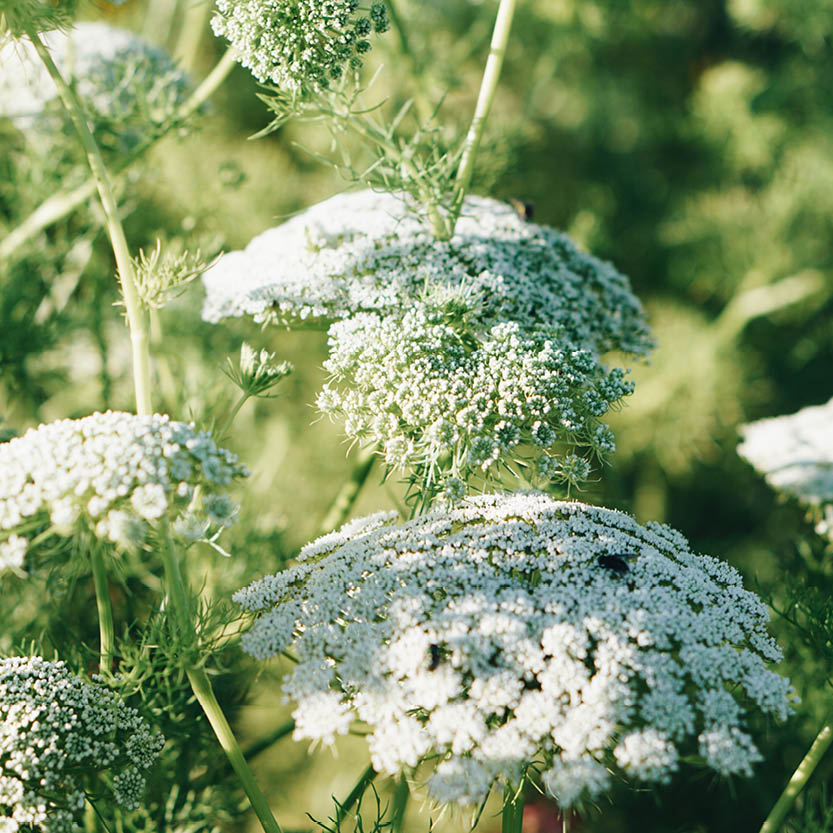 Ammi majus (grootakkerscherm)