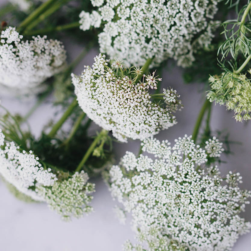 Ammi majus (grootakkerscherm)