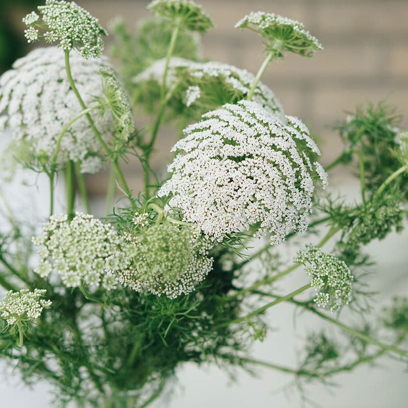 Ammi majus (grootakkerscherm)