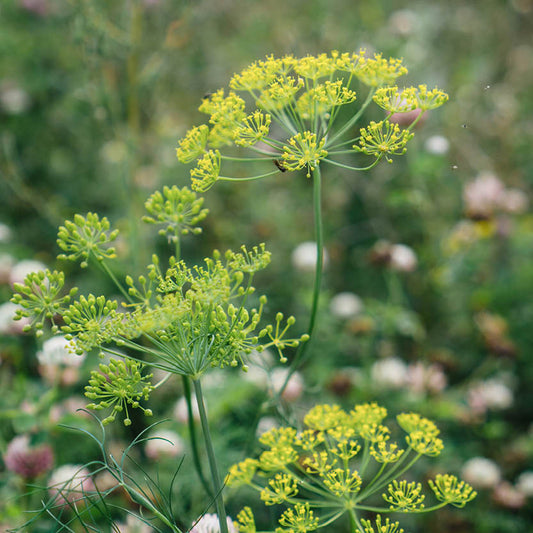 Anethum graveolens (dille)