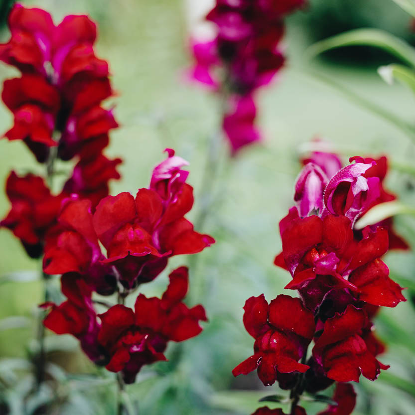 Antirrhinum majus ‘Dark Red’ (leeuwenbek)