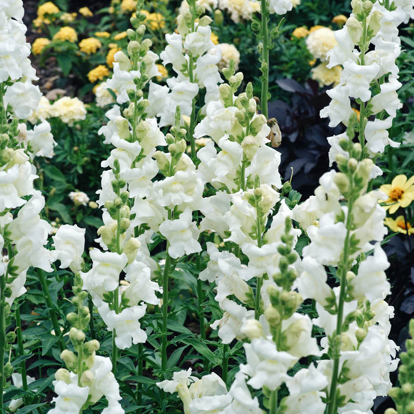 Antirrhinum majus ‘White’ (leeuwenbek)