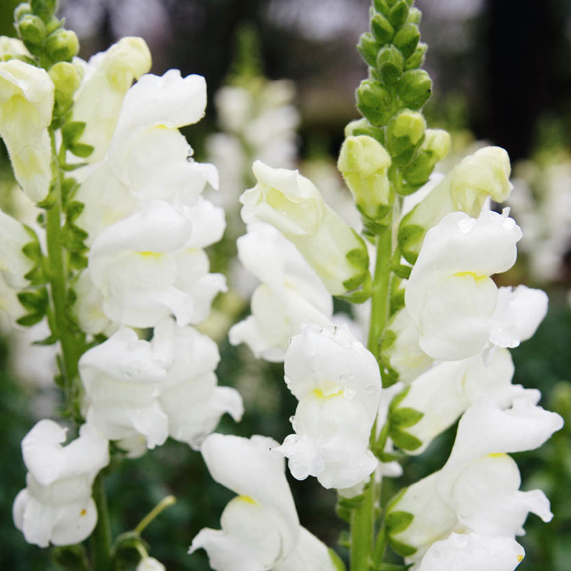 Antirrhinum majus ‘White’ (leeuwenbek)