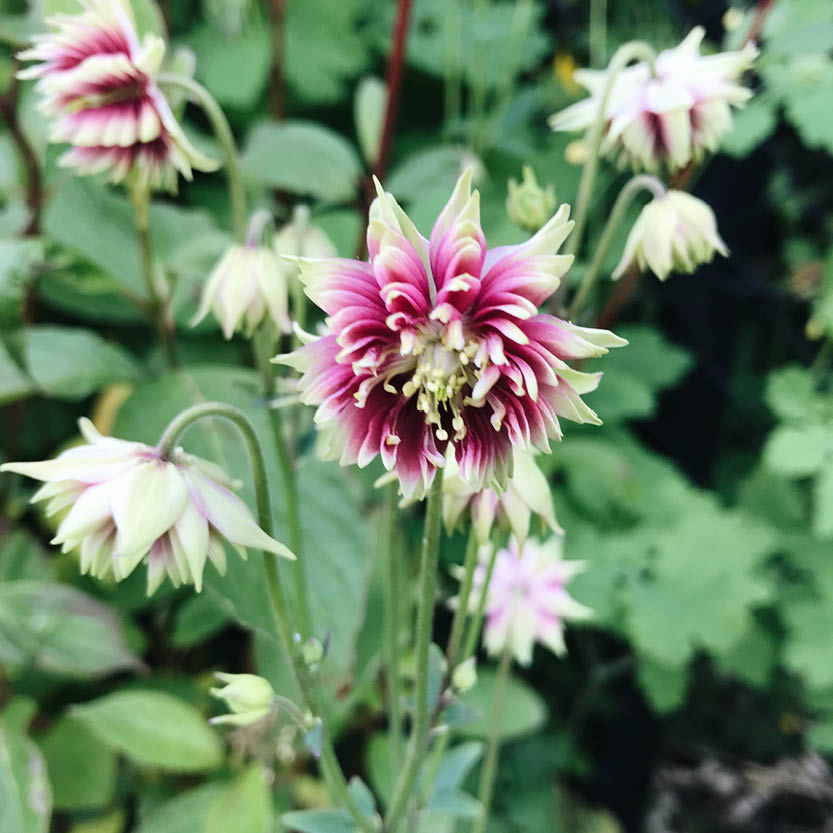 Aquilegia 'Nora Barlow' (akelei)