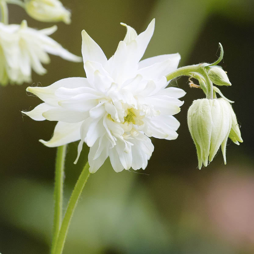 Aquilegia vulgaris ‘White Barlow’ (akelei)