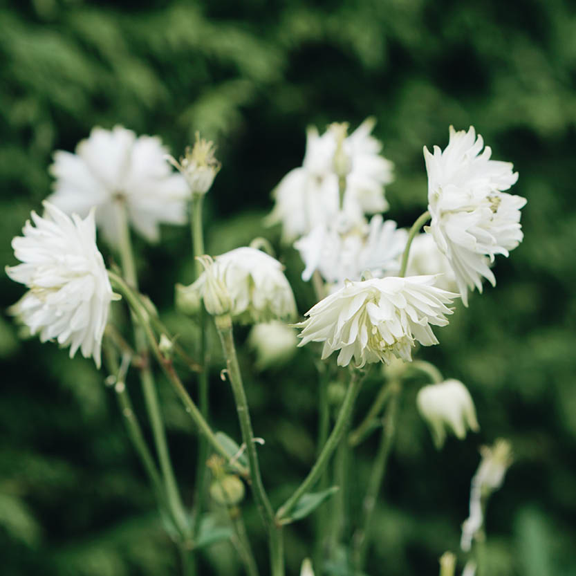 Aquilegia vulgaris ‘White Barlow’ (akelei)