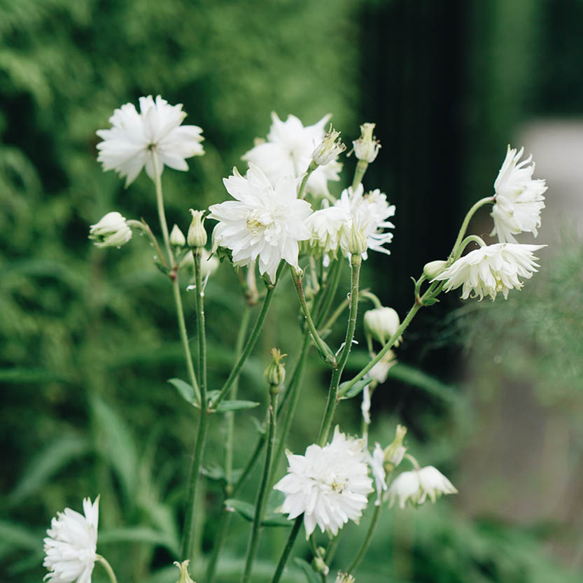 Aquilegia vulgaris ‘White Barlow’ (akelei)