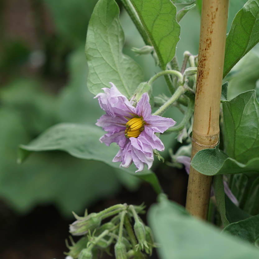 Aubergine 'Black Beauty' BIO