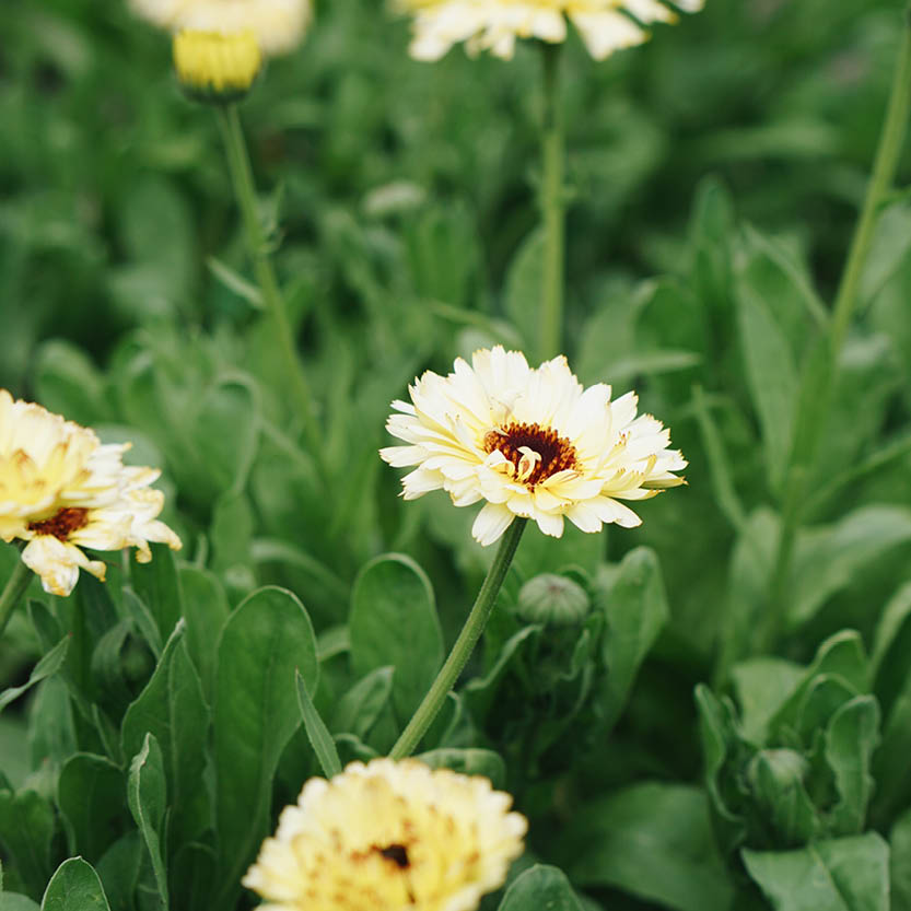 Calendula officinalis ‘Ivory Princess’ (goudsbloem)