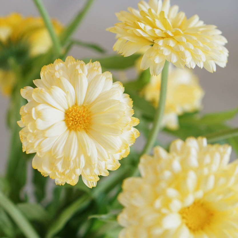 Calendula officinalis ‘Ivory Princess’ (goudsbloem)