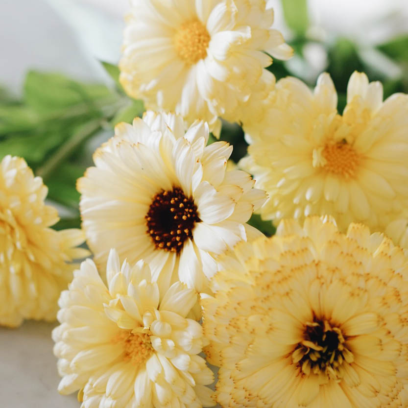 Calendula officinalis ‘Ivory Princess’ (goudsbloem)