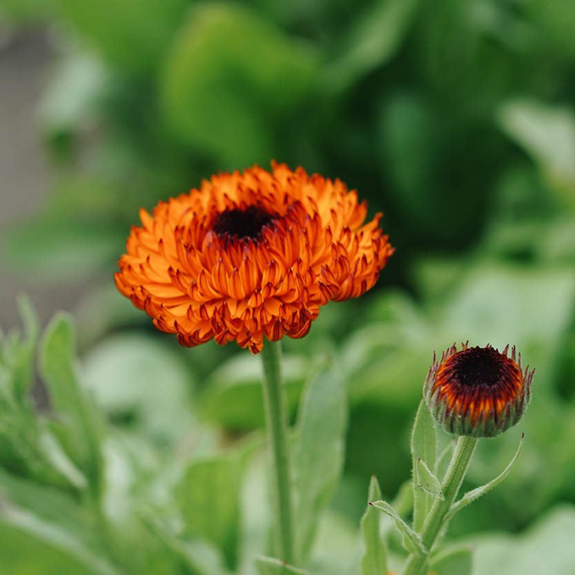 Calendula officinalis ‘Neon’ (goudsbloem)