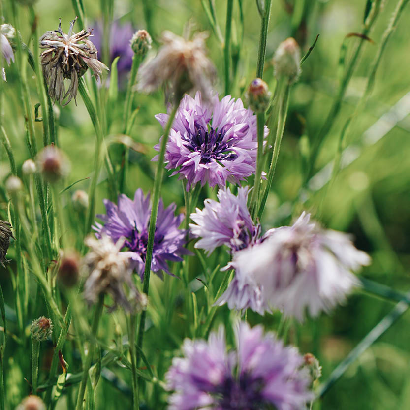 Centaurea cyanus ‘Mauve Ball’ (korenbloem)