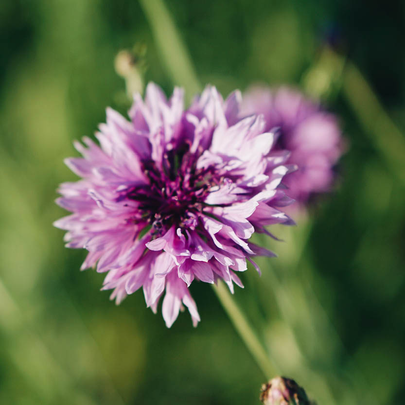 Centaurea cyanus ‘Mauve Ball’ (korenbloem)