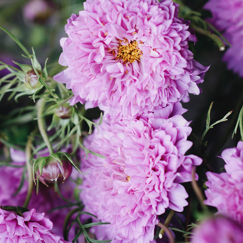 Cosmos bipinnatus ‘Double Dutch Rose’ (cosmea)