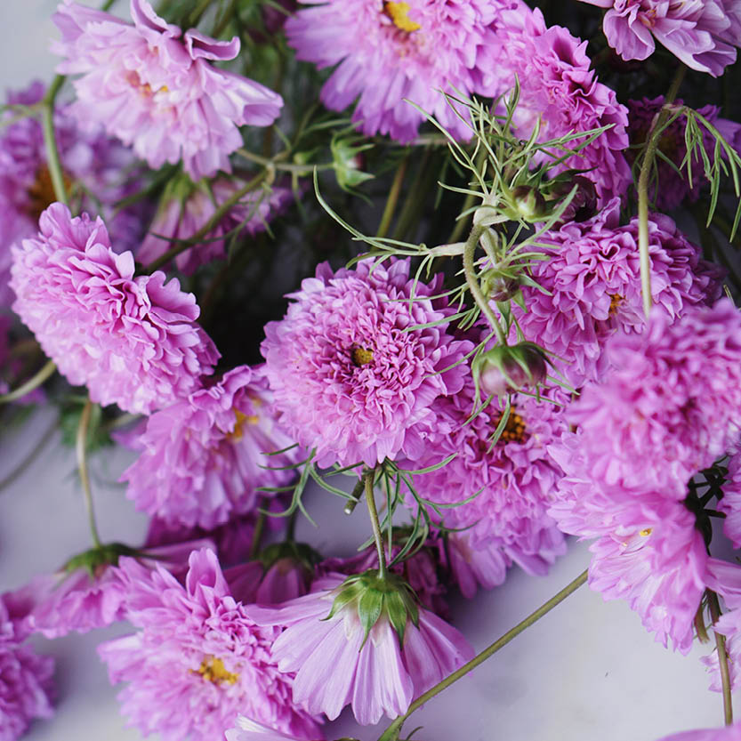 Cosmos bipinnatus ‘Double Dutch Rose’ (cosmea)