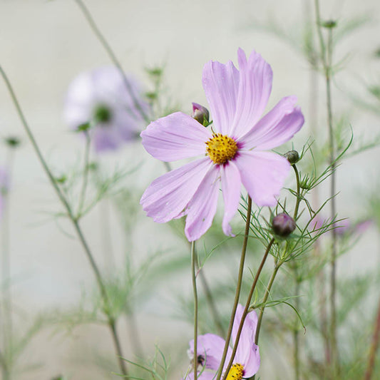 Cosmos bipinnatus ‘Pinkie’ (cosmea)