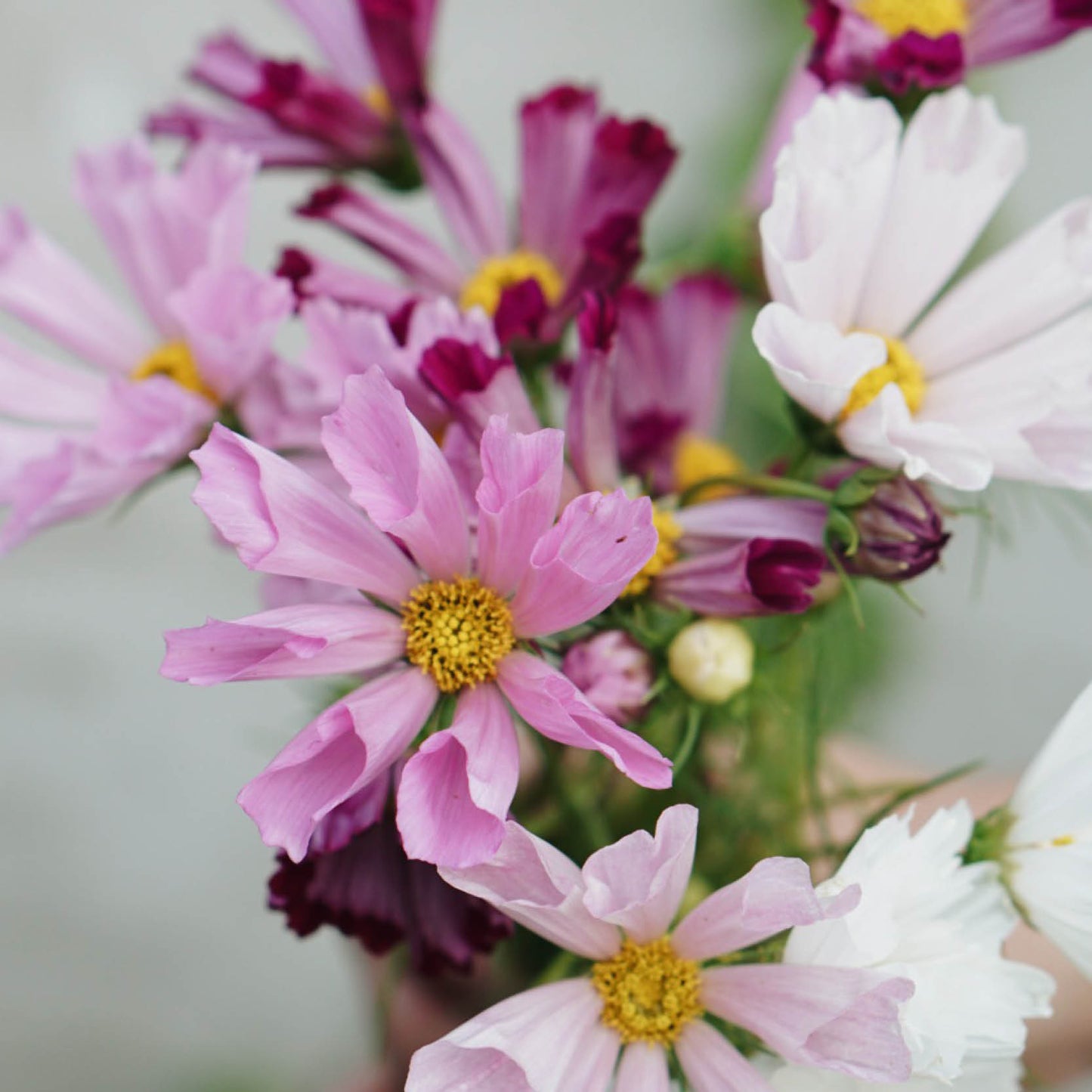 Cosmos bipinnatus ‘Sea Shells Mix’ (cosmea)
