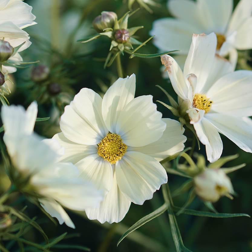 Cosmos bipinnatus ‘Xanthos’ (cosmea)