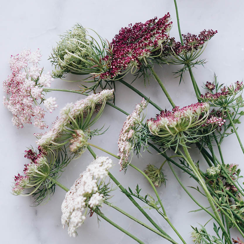 Daucus carota ‘Dara’ (wilde peen)