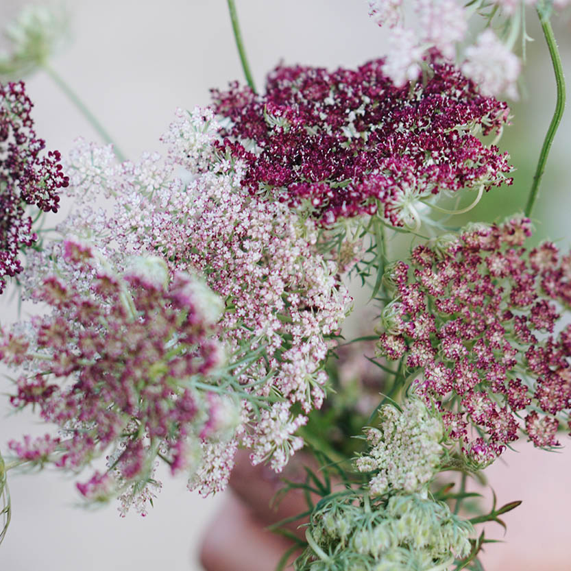 Daucus carota ‘Dara’ (wilde peen)