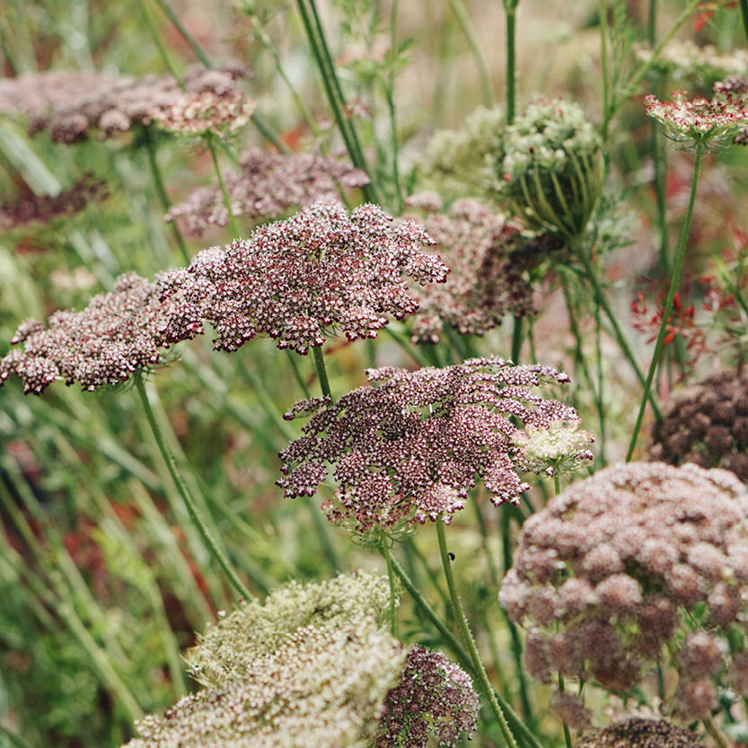 Daucus carota ‘Dara’ (wilde peen)