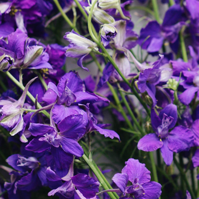 Delphinium consolida ‘Blue Spire’ (ridderspoor)