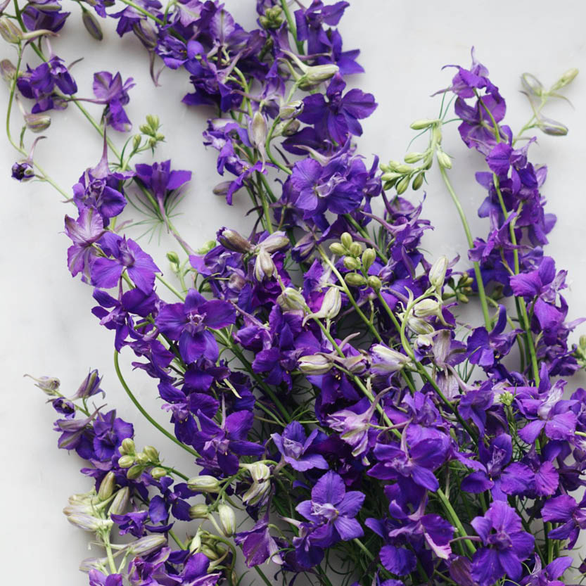 Delphinium consolida ‘Blue Spire’ (ridderspoor)