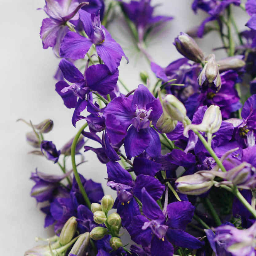 Delphinium consolida ‘Blue Spire’ (ridderspoor)