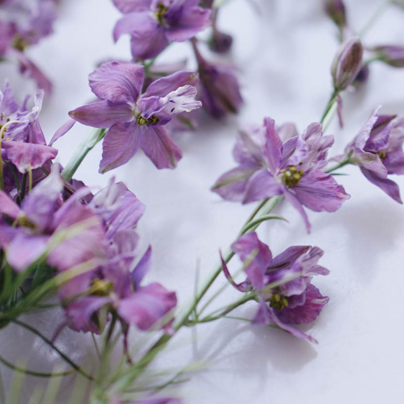 Delphinium consolida ‘Misty Lavender’ (ridderspoor)