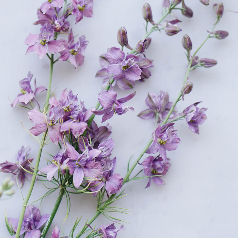 Delphinium consolida ‘Misty Lavender’ (ridderspoor)