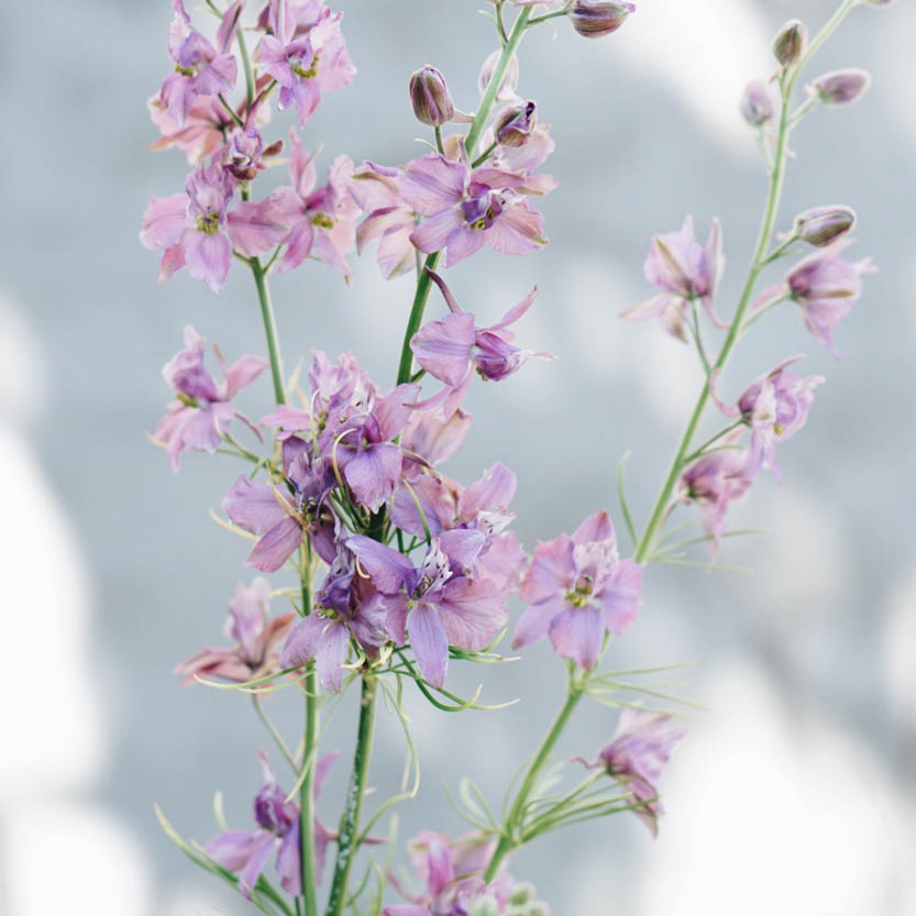Delphinium consolida ‘Misty Lavender’ (ridderspoor)