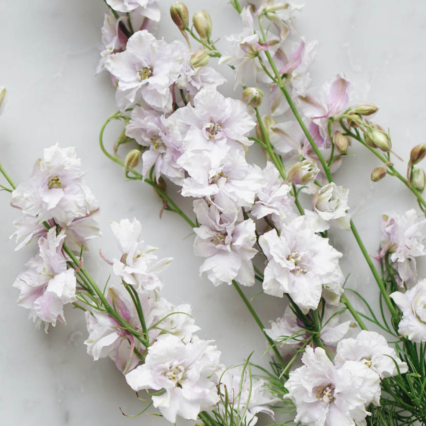 Delphinium consolida ‘Smokey Eyes’ (ridderspoor)