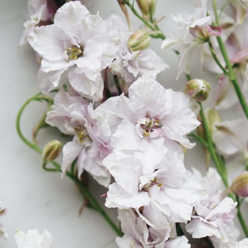Delphinium consolida ‘Smokey Eyes’ (ridderspoor)