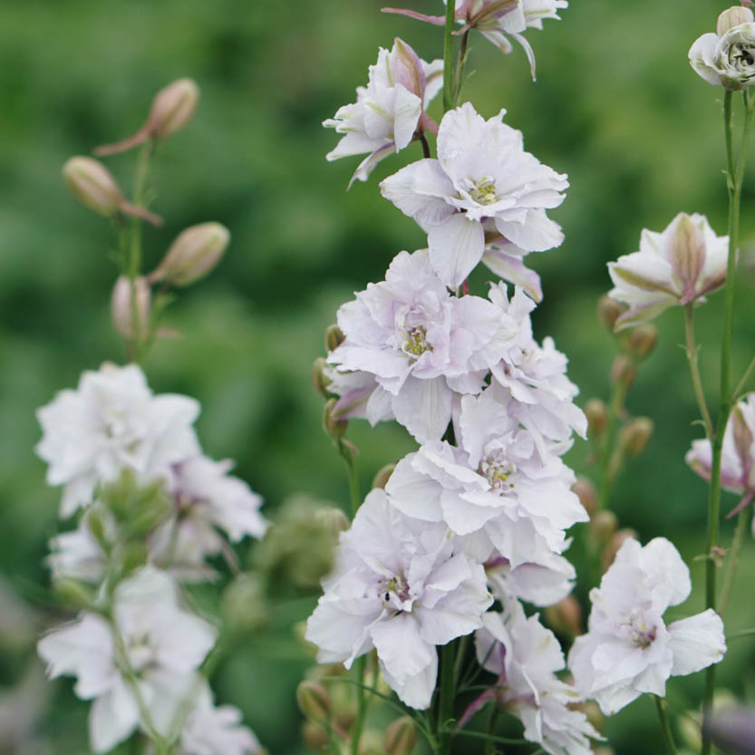 Delphinium consolida ‘Smokey Eyes’ (ridderspoor)